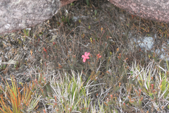 Ledothamnus sessiliflorus