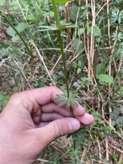Galium