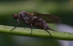 Empis nuntia
