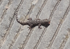 Tarentola mauritanica