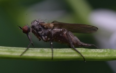 Empis nuntia