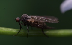 Empis nuntia