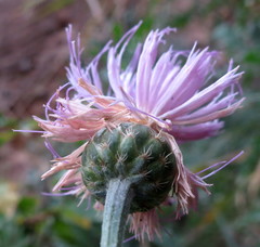 Cheirolophus intybaceus