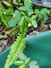 Coluber constrictor priapus