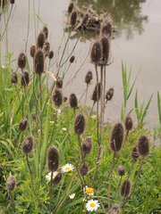 Dipsacus fullonum