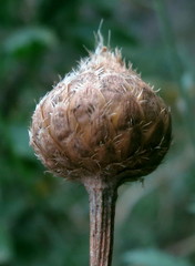 Cheirolophus intybaceus