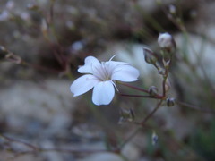 Gypsophila repens