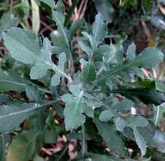 Cheirolophus intybaceus