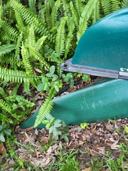 Coluber constrictor priapus