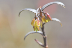 Epidendrum imthurnii