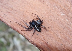 Tharpyna campestrata