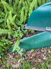 Coluber constrictor priapus