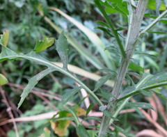 Cheirolophus intybaceus