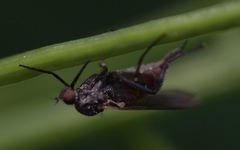 Empis nuntia