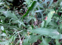 Cheirolophus intybaceus