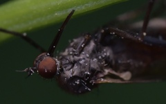Empis nuntia