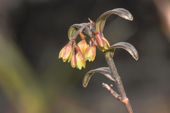 Epidendrum imthurnii
