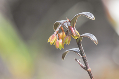 Epidendrum imthurnii