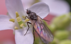Empis nuntia