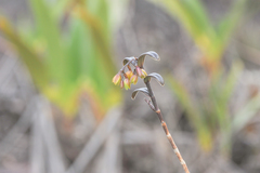 Epidendrum imthurnii