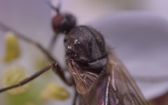 Empis nuntia