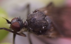 Empis nuntia