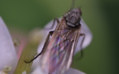 Empis nuntia