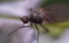Empis nuntia