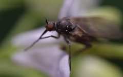 Empis nuntia