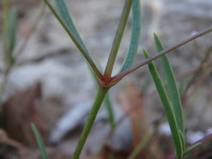 Gypsophila repens