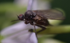 Empis nuntia