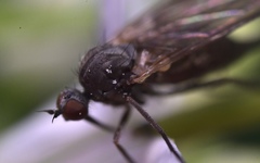 Empis nuntia