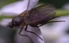 Empis nuntia