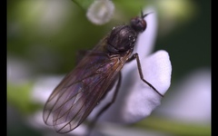 Empis nuntia