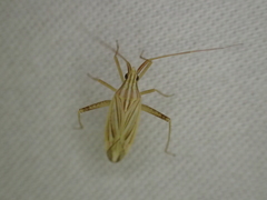 Miridius quadrivirgatus