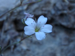 Gypsophila repens