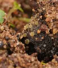 Lamprospora