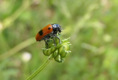Clytra quadripunctata