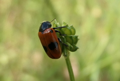 Clytra quadripunctata