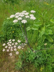 Heracleum sphondylium