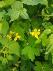 Chelidonium majus