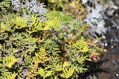 Synthemiopsis gomphomacromioides