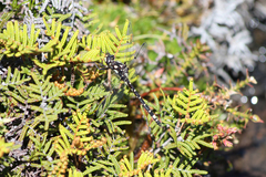 Synthemiopsis gomphomacromioides