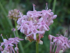 Centranthus angustifolius