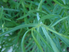 Centranthus angustifolius