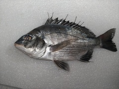 Acanthopagrus schlegelii