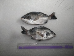 Acanthopagrus schlegelii