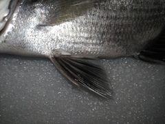 Acanthopagrus schlegelii