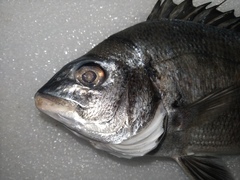 Acanthopagrus schlegelii
