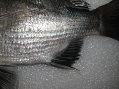 Acanthopagrus schlegelii